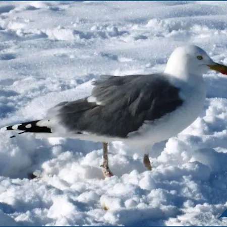 شقة Forum Marinar Whg 21 *